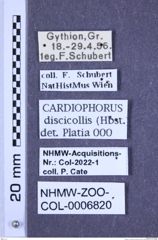 Etiketten zu Cardiophorus discicollis (Herbst, 1806) (NHMW-ZOO-COL-0006820)